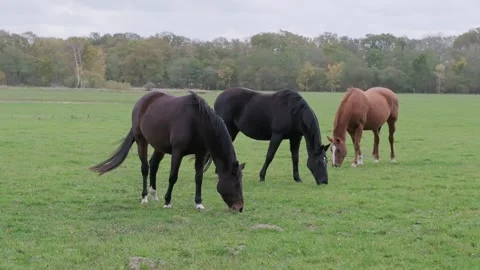 Slow motion shot of three beautiful horses grazing in green meadows Stock Footage 245428558
