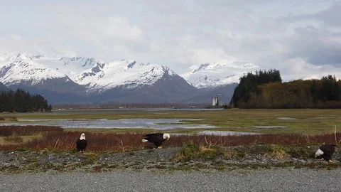 Slow motion shot of three eagles, standing next to a road with Prince Stock Footage 125551146