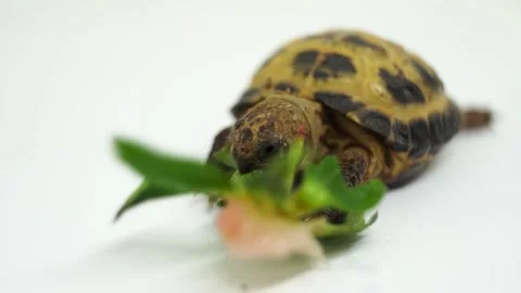Slow Motion Shot Of Tortoise Eating Strawberry Stock Footage 155001495