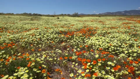 Slow motion shot tracking right across California Poppies and yellow wildflowers Stock Footage 156234575
