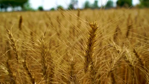 Slow motion shot of traditional Pakistani farmers harvesting wheat crop by h Stock Footage 252120204