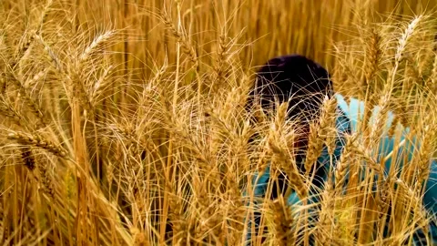 Slow motion shot of traditional Pakistani farmers harvesting wheat crop by h Stock Footage 252120226