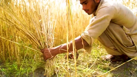 Slow motion shot of traditional Pakistani farmers harvesting wheat crop by h Stock Footage 252120246