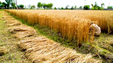 Slow motion shot of traditional Pakistani farmers harvesting wheat crop by h Stock Footage 252120247