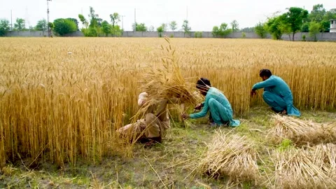 Slow motion shot of traditional Pakistani farmers harvesting wheat crop by h Stock Footage 252120365