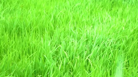 Slow motion shot of traditional Pakistani rice field in wind Stock Footage 252124120