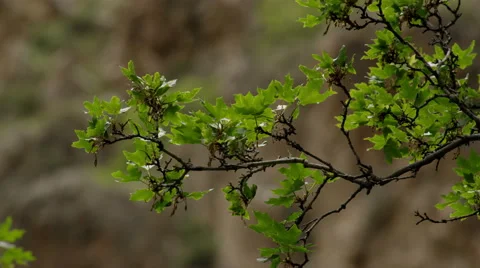 Slow motion shot of tree branch with green leafs blowing in the wind Stock Footage 52499364