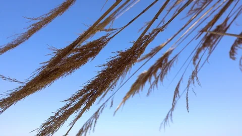 Slow Motion Shot Of Tree Branches Shaking In The Wind Video stock 129353344