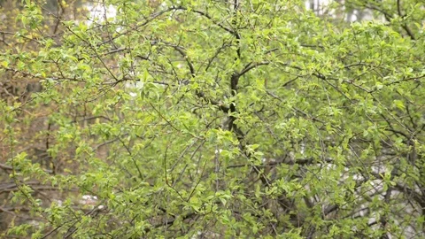 Slow motion shot of a tree Stock Footage 128584420