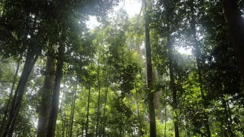 Slow motion shot of trees in dense lush jungle in Sumatra, Indonesia - Stock Footage 132355373