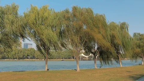 Slow motion shot of the trees swaying from the wind near the river on sunny day Stock Footage 100145007