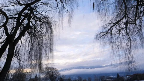 Slow motion shot of trees in winter snow covered park	 Stock Footage 122229610