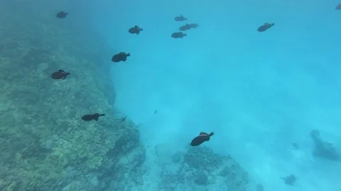 Slow motion shot of trigger fish school in hawaii near Kona at kea bay. Stock Footage 113683910