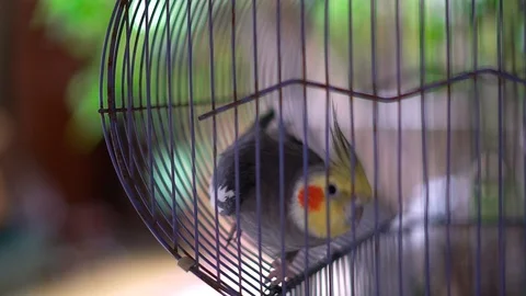 Slow motion shot of tropical caged birds Vidéo 102485188