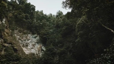 Slow motion shot of tropical forest in Azores Stock Footage 109582582