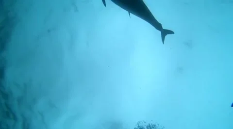 Slow Motion Shot of Tuna Passing Overhead with Seabirds Flying Above Stock Footage 311129593