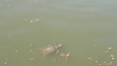 Slow motion shot of a turtle swim in a lake Stock Footage 162952297