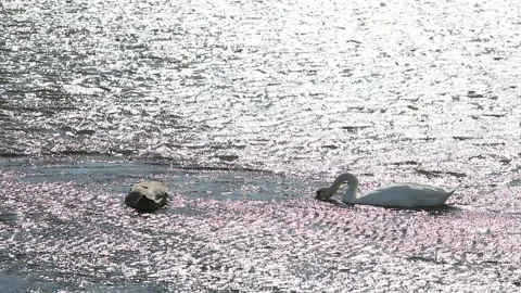 Slow motion shot of two beautiful swans on a lake Stock Footage 141596044