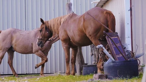 Slow motion shot of two brown horses waiting at the Farrier's workshop, Stock Footage 104318950