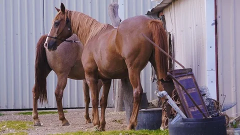 Slow motion shot of two brown horses patiently waiting at the Farrier's Stock Footage 104319112