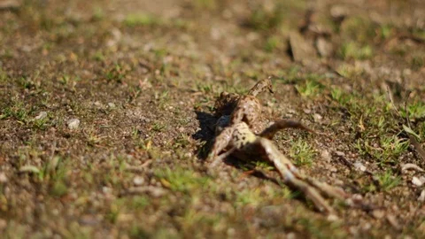 Slow motion shot of two brown frogs copulating on grass Stock Footage