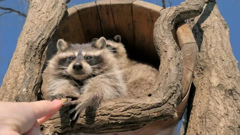 Slow motion shot of two cute raccoons take some bread pieces with their tiny Stock-Footage 151727274