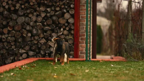 Slow Motion Shot of Two Cute Dogs Playing in The Back Yard During Autumn Stock Footage 231657193