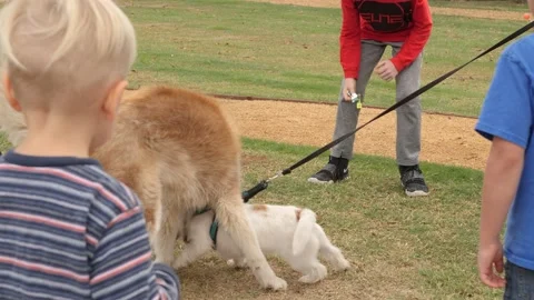 Slow-motion shot of two dogs playing with each other around children Stock-Footage 158681953