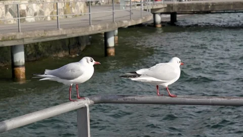 A slow-motion shot of two elegant black-headed gulls perched serenely on a metal Stock Footage 319433891