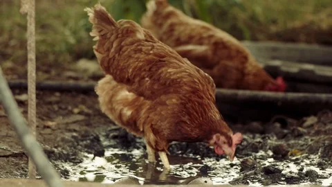 Slow-motion shot of two free range chickens in a stack yard walking and Vídeo Stock 93909839