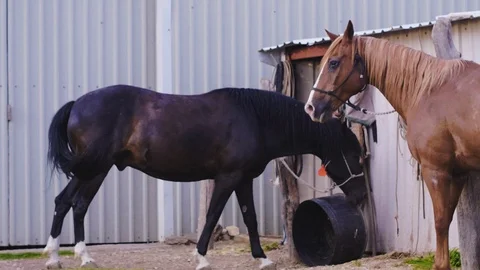 Slow motion shot of two horses awaiting the Farrier's at the ranch Stock Footage 104319010