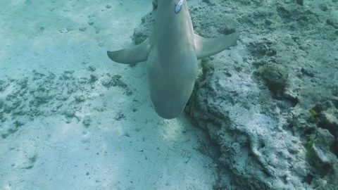 Slow motion shot of two Lemon Sharks swimming in shallow tropical water Stock Footage 170351342