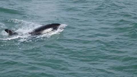 Slow motion shot of two orca whales swimming together on surface Stock Footage 90161535