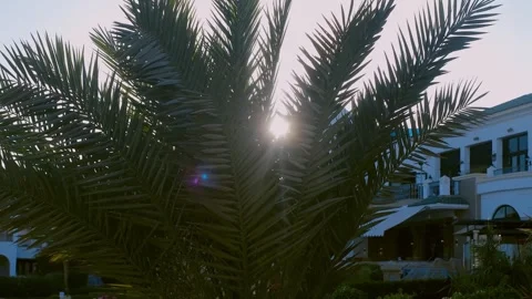 Slow motion shot under palm trees with beautiful sunbeam shimmering through gree 스톡 동영상 240201236