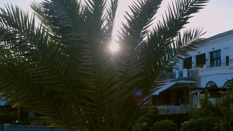 Slow motion shot under palm trees with beautiful sunbeam shimmering through gree Stock Footage 240201242