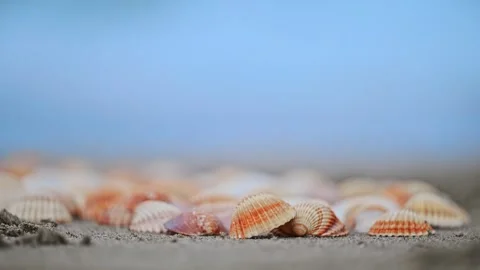 Slow-motion shot of vibrant orange seashells on a sandy beach, with gentle ocean Stock Footage 297636375