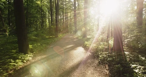 Slow Motion Shot - Walking in a Forest, POV Stock Footage 108698650