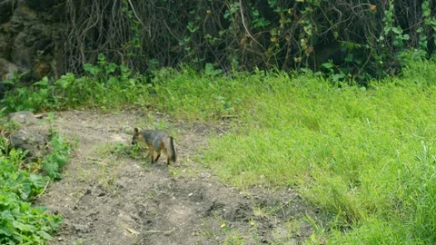 Slow motion shot of walking Grey fox surrounded with greenery Vidéo 123734436