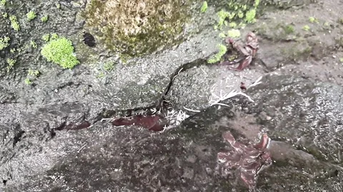 Slow Motion Shot of Water Dripping from Not Fully Closed Tap Stock Footage 331994801