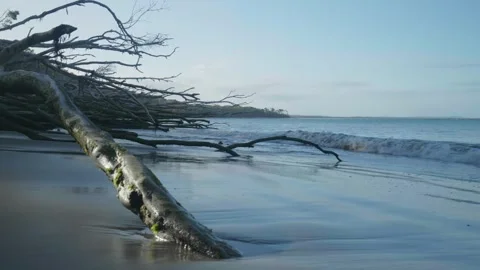 Slow Motion shot of wave breaking through fallen tree on beach Stock Footage 297718696