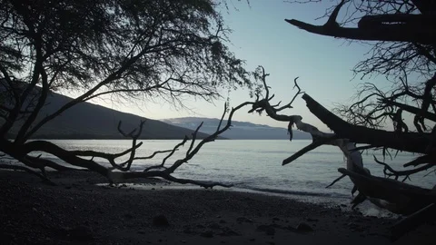 Slow motion shot of waves washing coast with tree branches, Hawaii Stock Footage 122380313