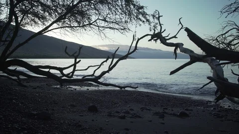 Slow motion shot of waves washing coast with tree branches, Hawaii Stock Footage 122380449