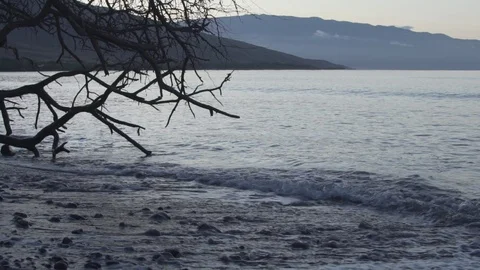 Slow motion shot of waves washing coast with tree branches, Hawaii Stock Footage 122380738