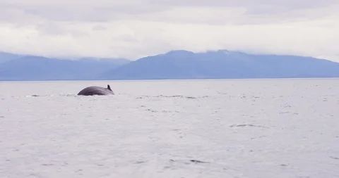 Slow motion shot of whales lobtailing and swimming in ocean, Alaska Vidéo 123740476