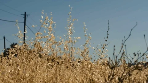 Slow motion shot of wheat blowing in the wind Stock Footage 109577675