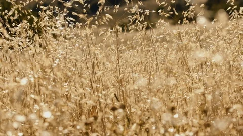 Slow motion shot of wheat field blowing in the wind Stock Footage 109577304