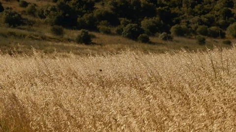Slow motion shot of wheat field blowing in the wind Stock Footage 109577434