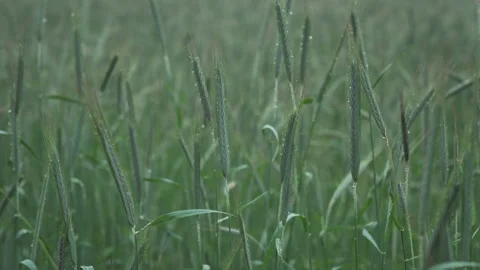 A slow motion shot of a wheat field. Close-up. Stock Footage 213627606