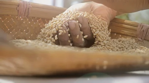 Slow motion shot wheat grains falling from old or aged farmers hands Stock Footage 89079532