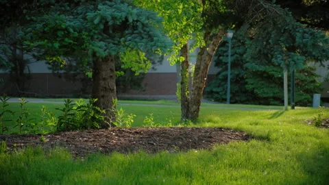 Slow motion shot of White fluffy pollen from green trees in park background. 库存影片 287270896
